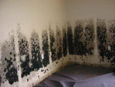 Mold and Mildew Removal Chevy Chase,  MD